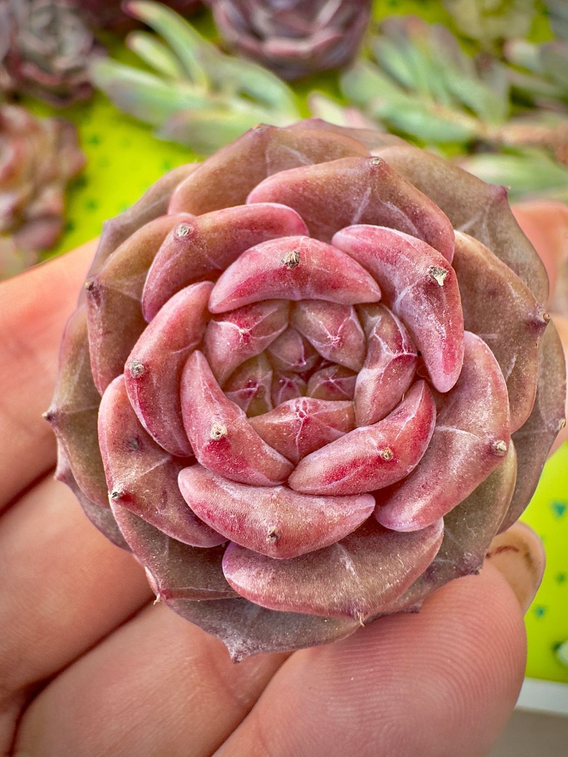 Echeveria Purple mood