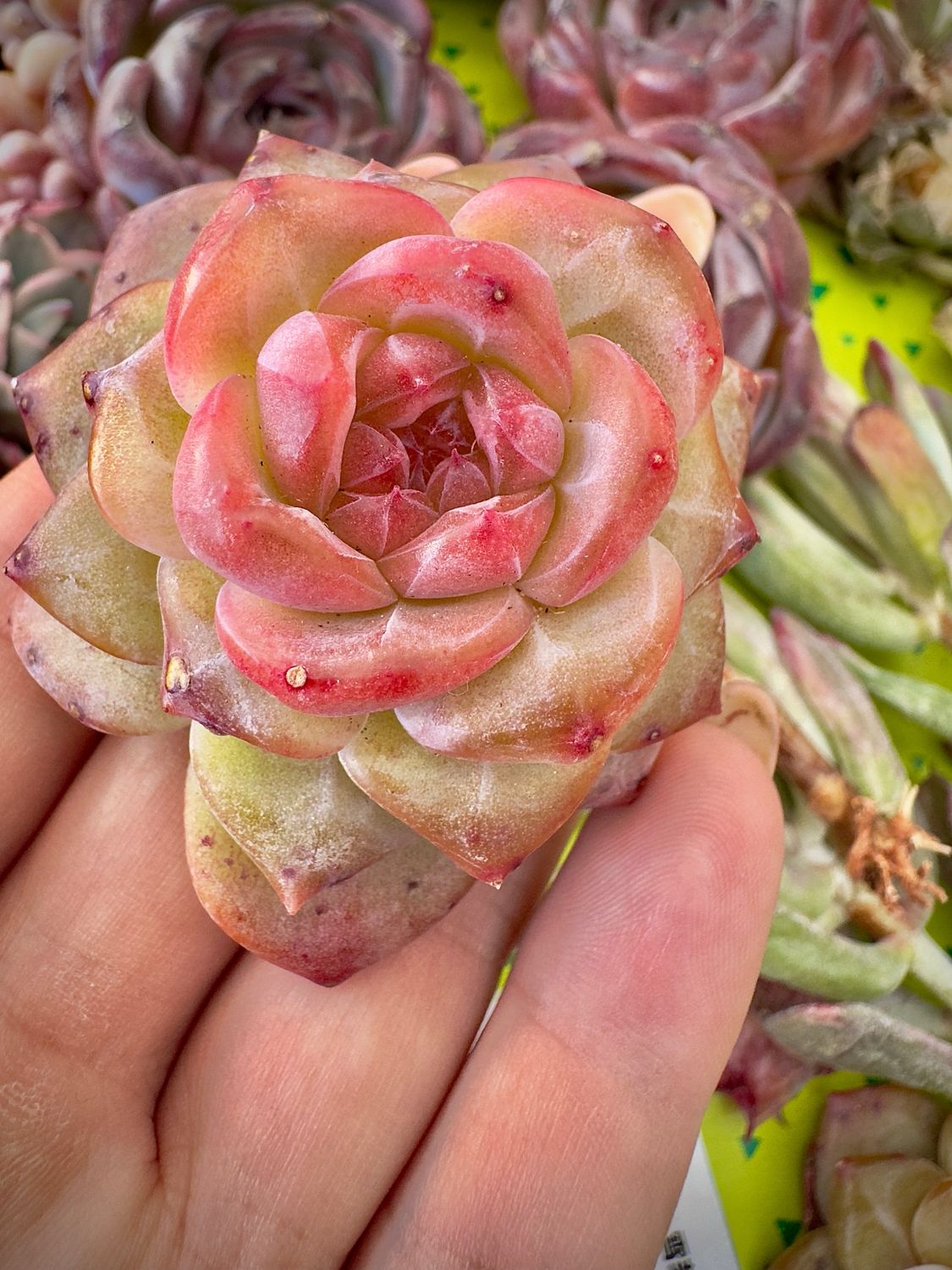 Echeveria Snow Lotus
