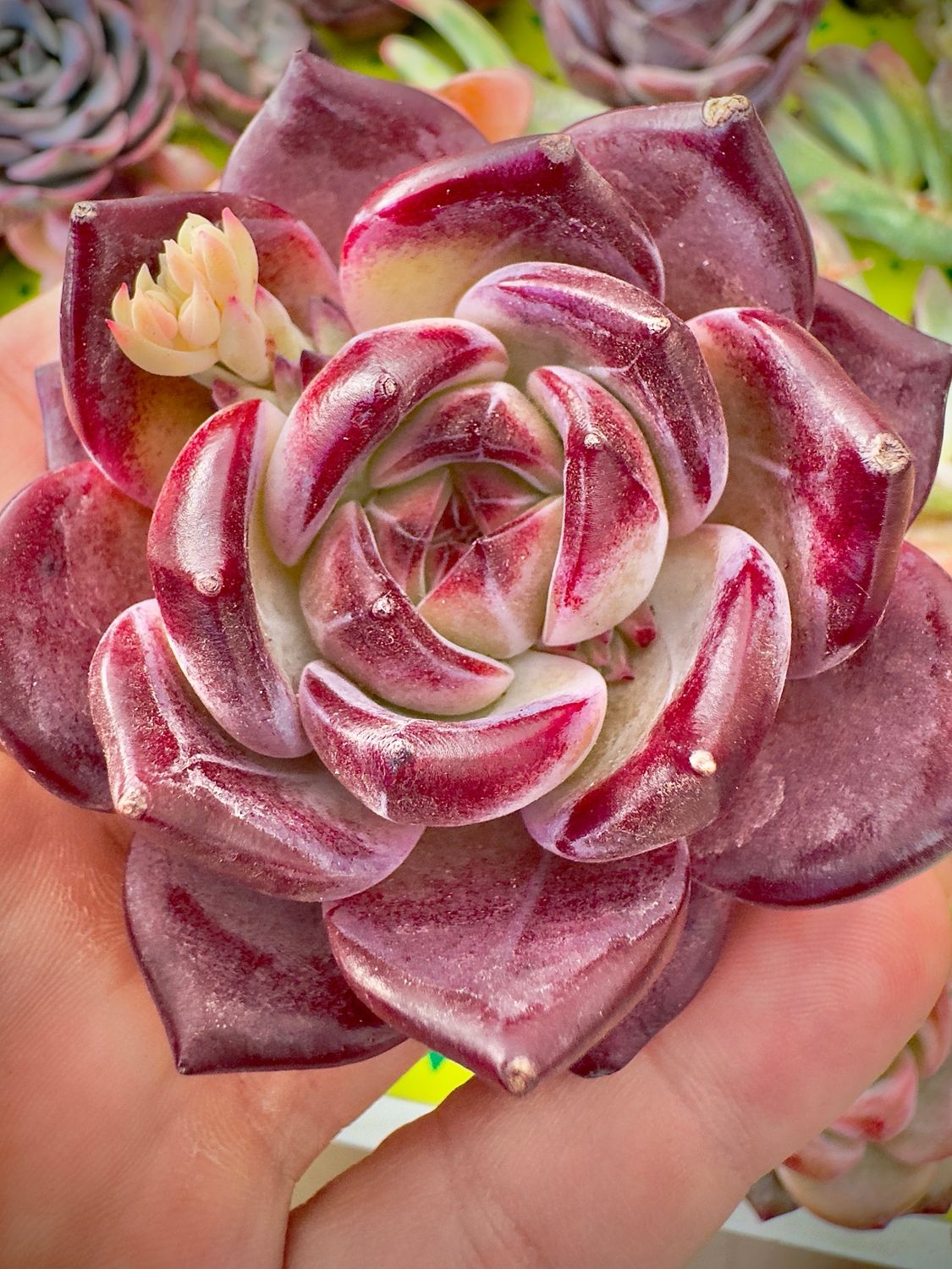 Echeveria Black Knight
