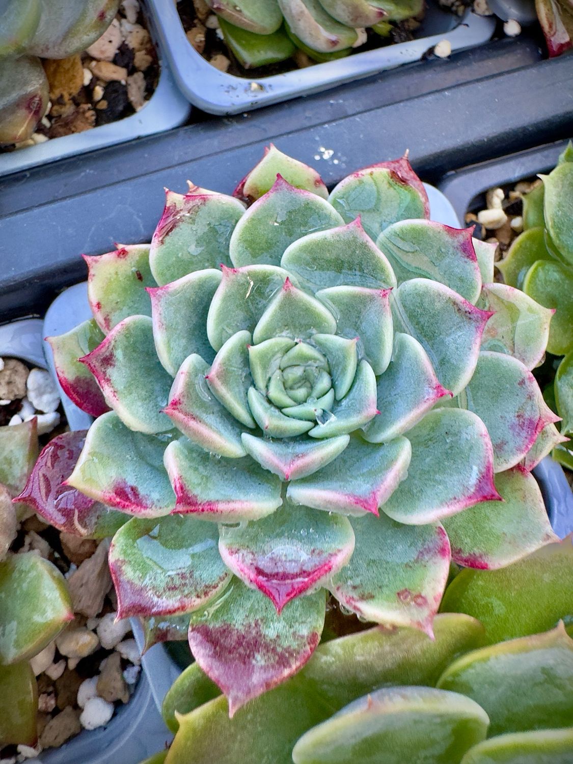 Echeveria Powder blusher