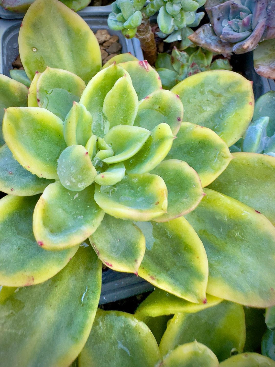 Graptoveria Harry Watson Variegada