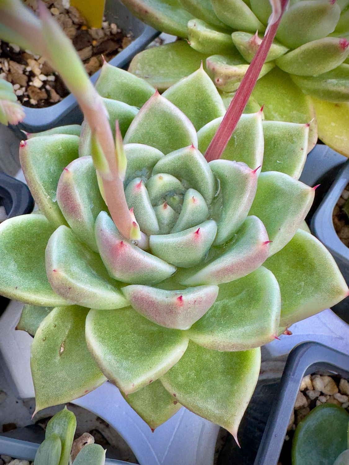 Echeveria Spicy