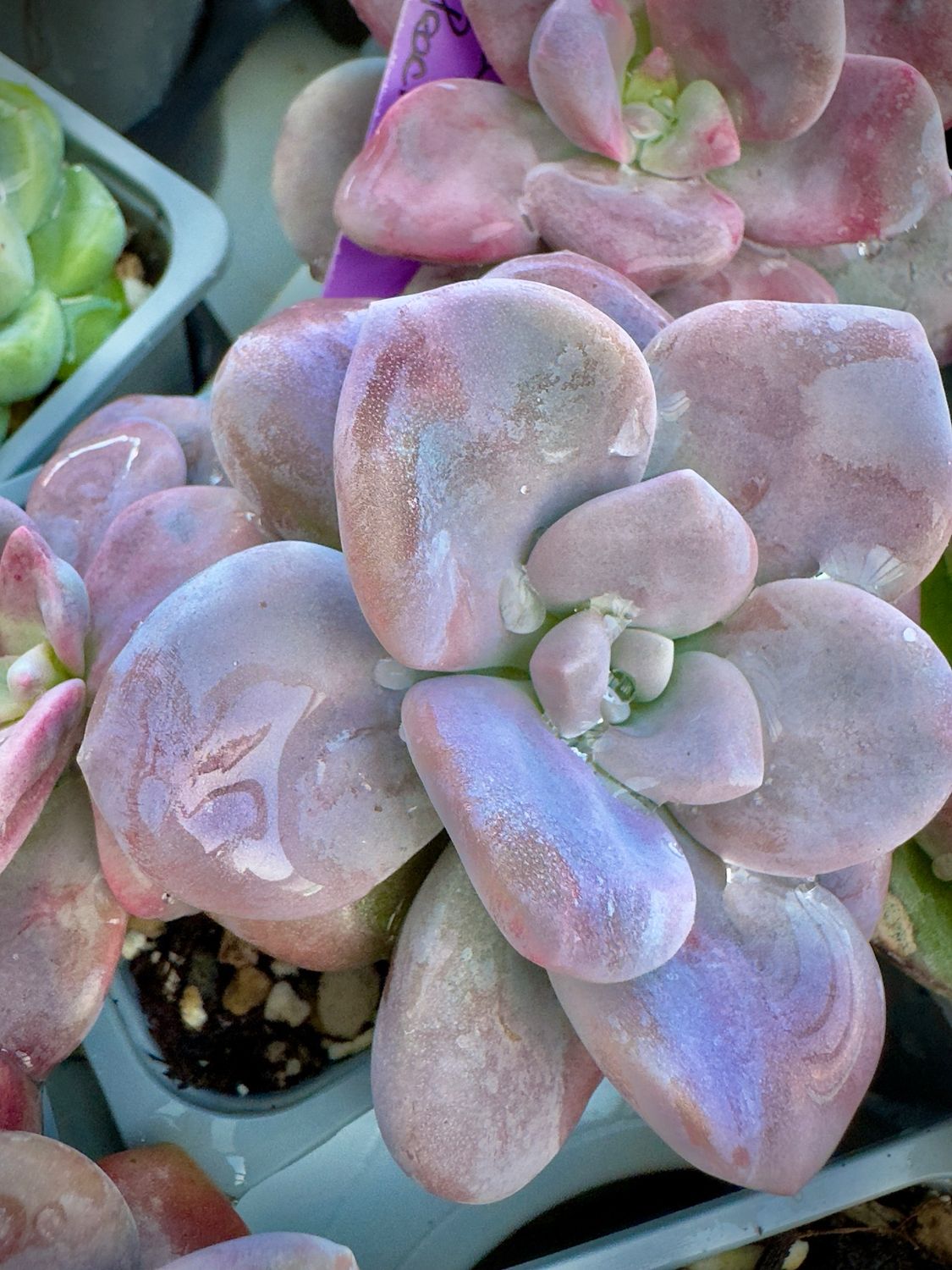 Graptopetalum Peach Frost cluster