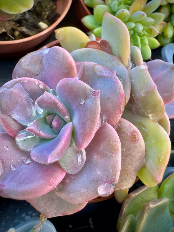 Graptoveria Mr Richard