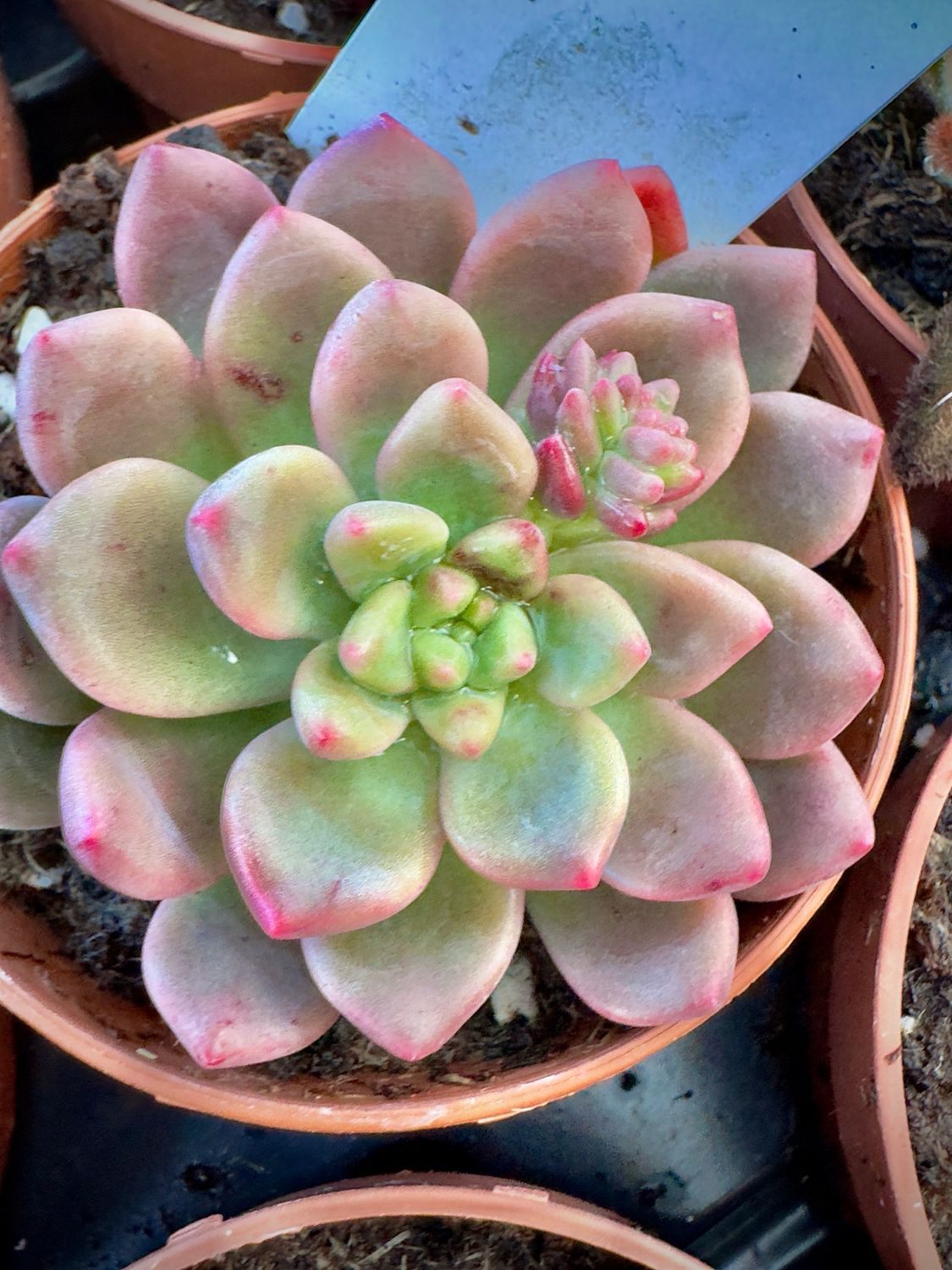 Graptosedum Viena híbrido