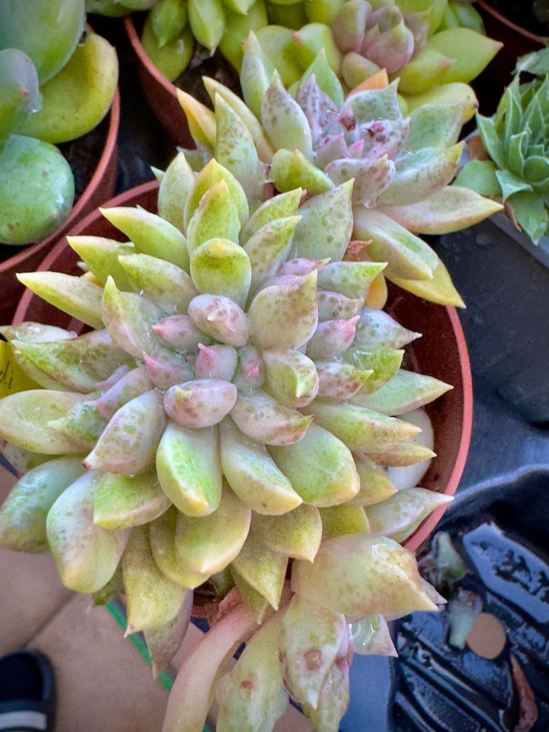 Graptoveria Melody Crestada