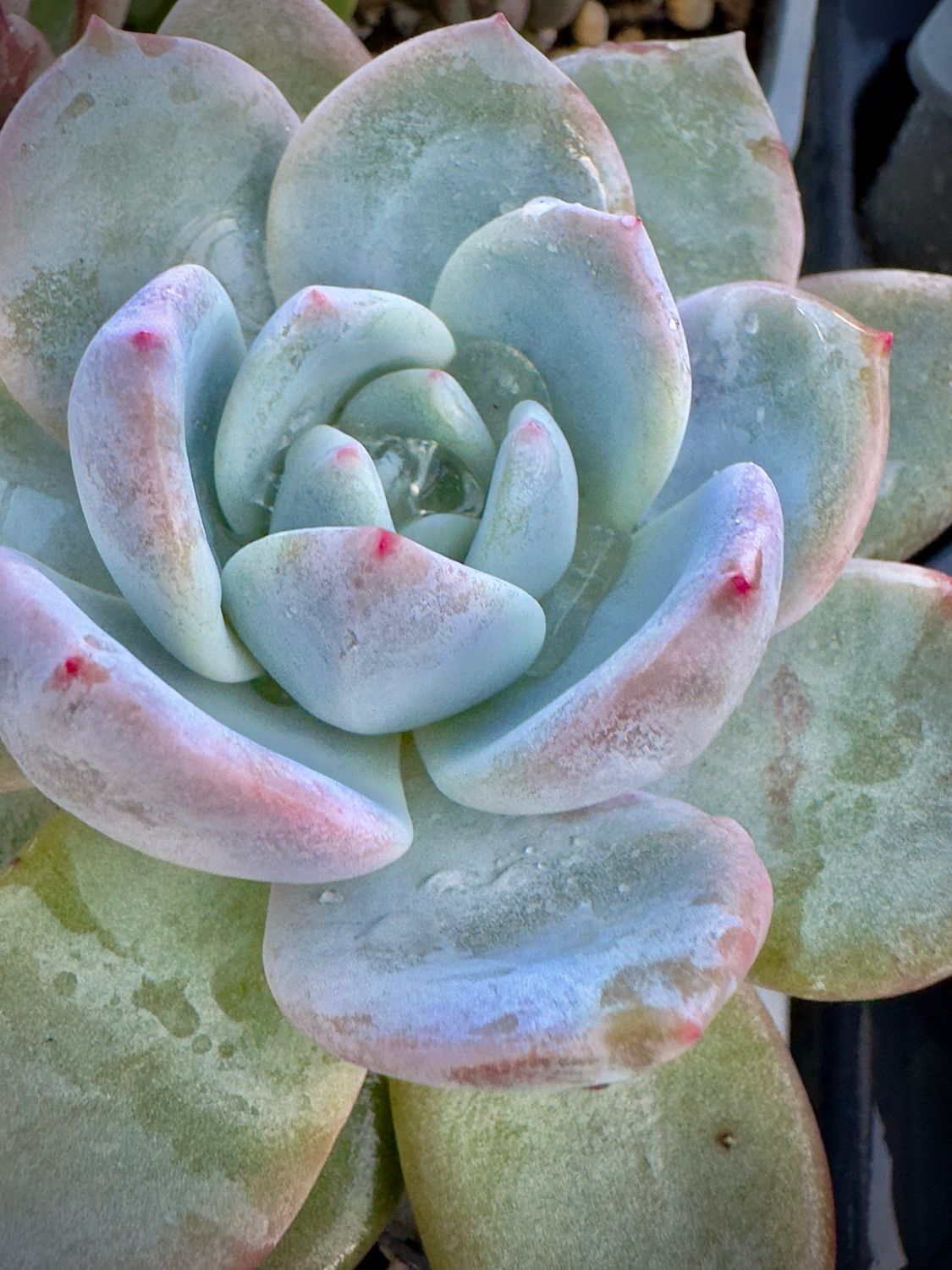 Echeveria Snow Angel Sugar heart