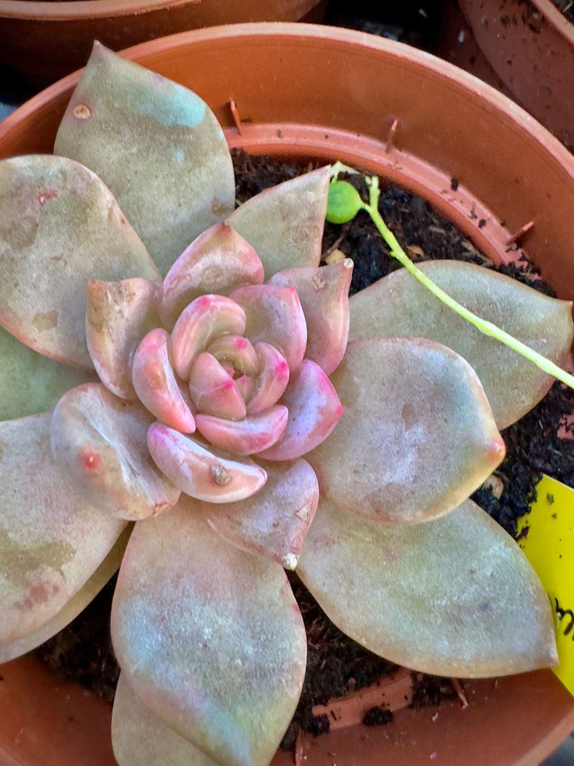Echeveria Tobarensis x Laui