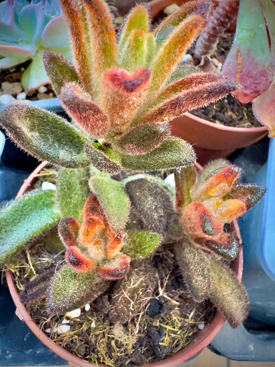 Kalanchoe Tomentosa Chocolate