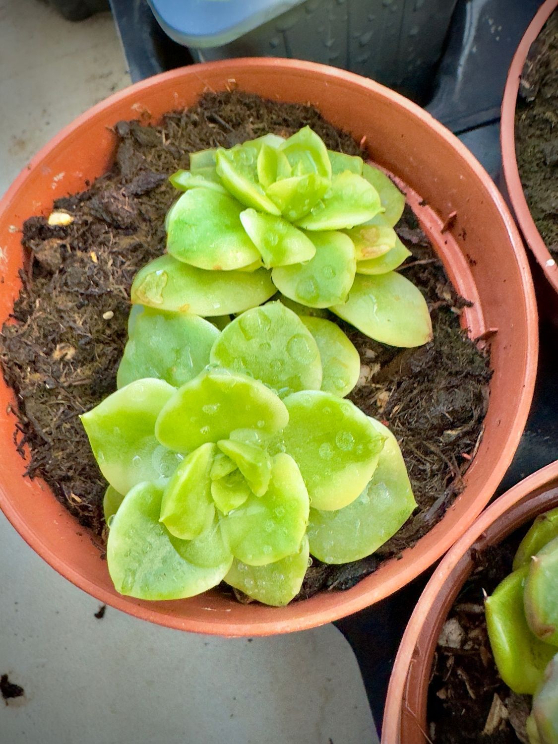 Sedeveria Rolly variegata