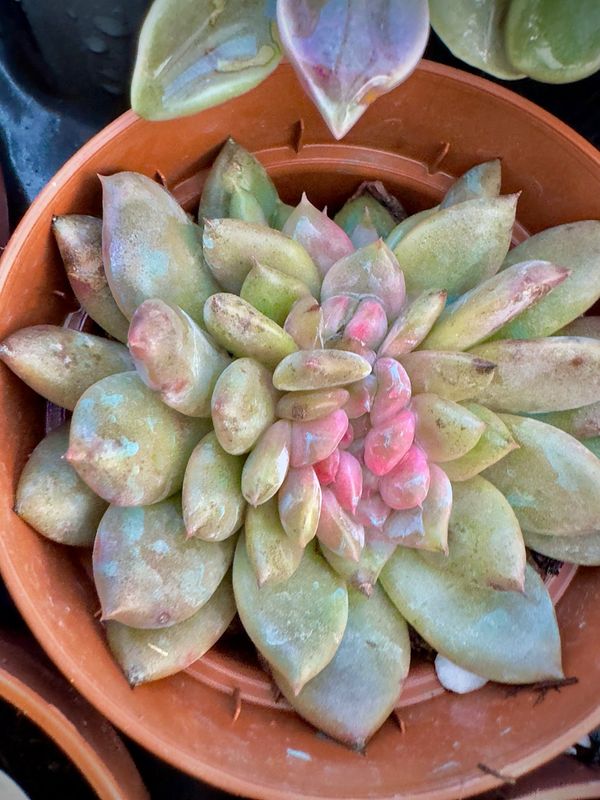 Echeveria Tobarensis x Laui Crestada