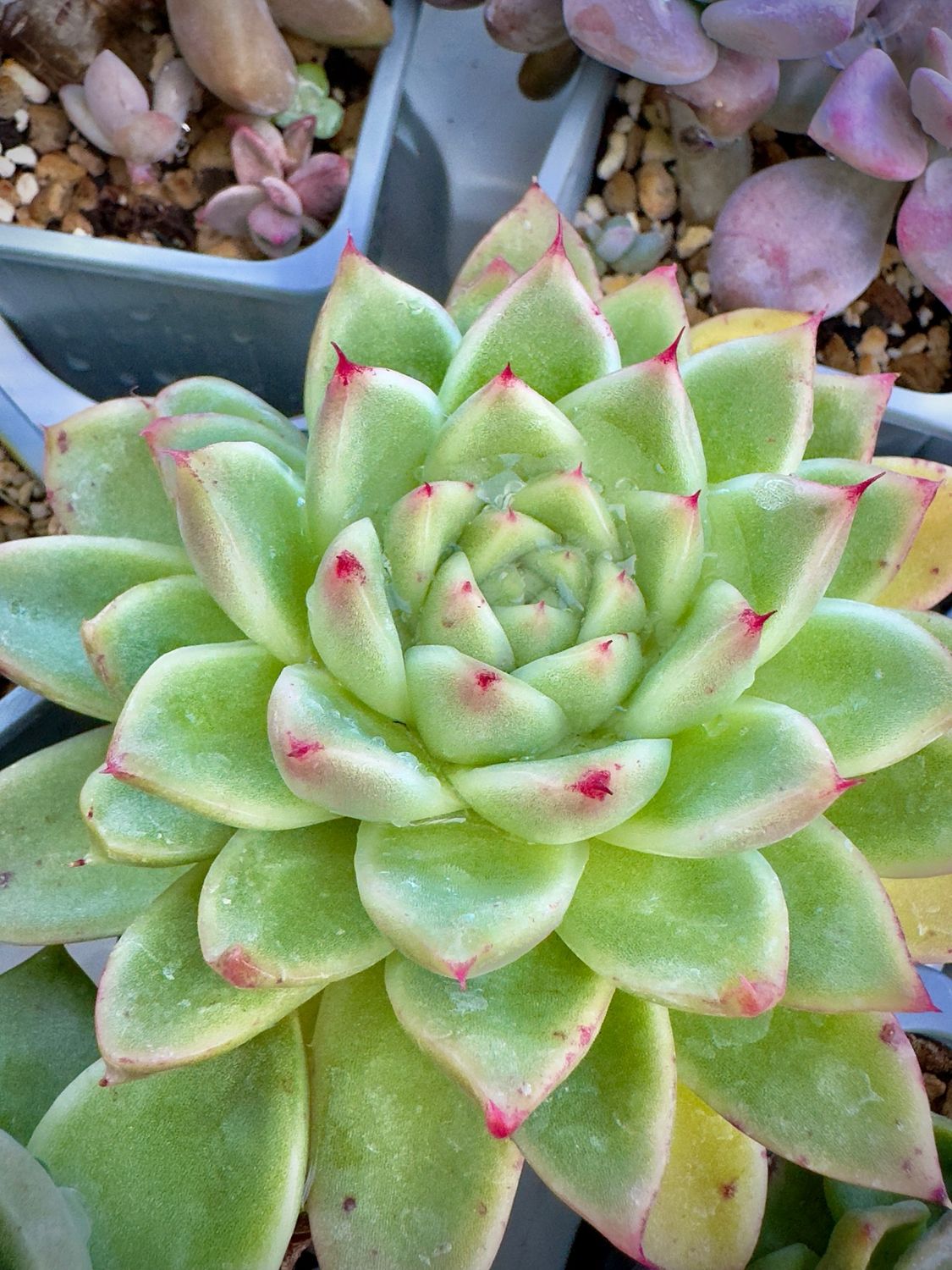Echeveria Ak María