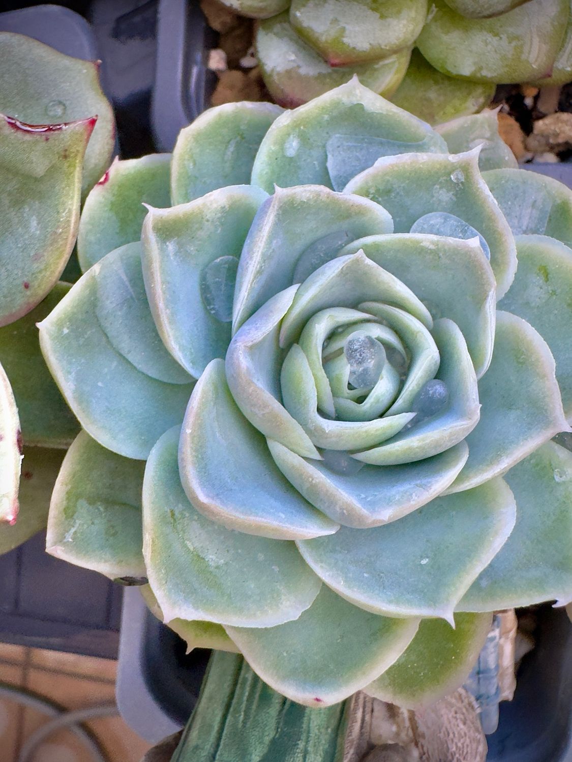 Echeveria Sahara Magic