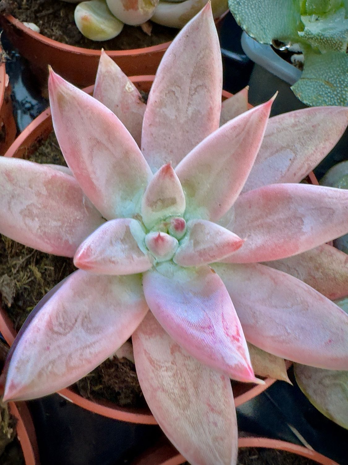 Echeveria Anna ( tolimalensis hibrida)