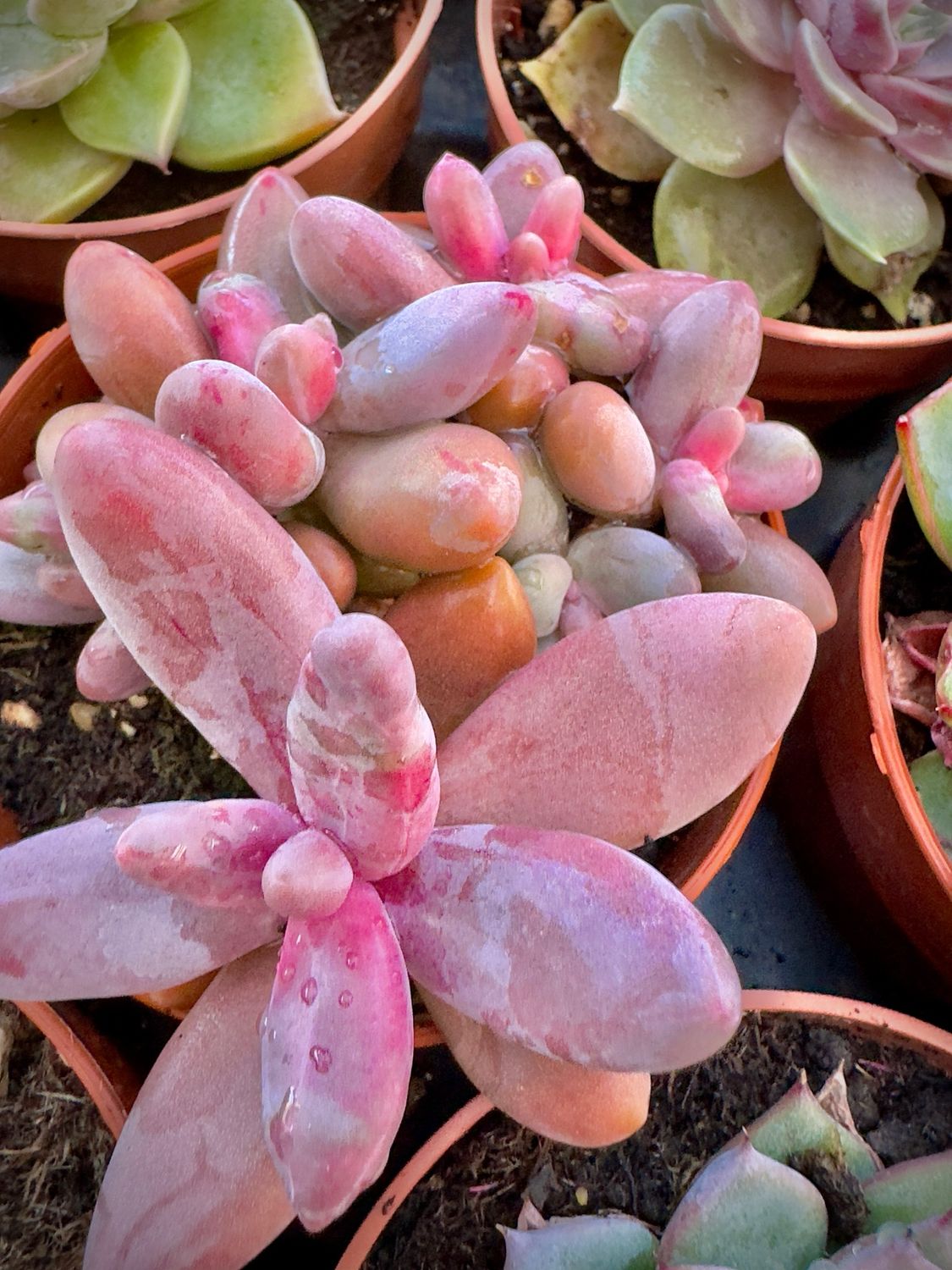 Pachysedum Guanzou