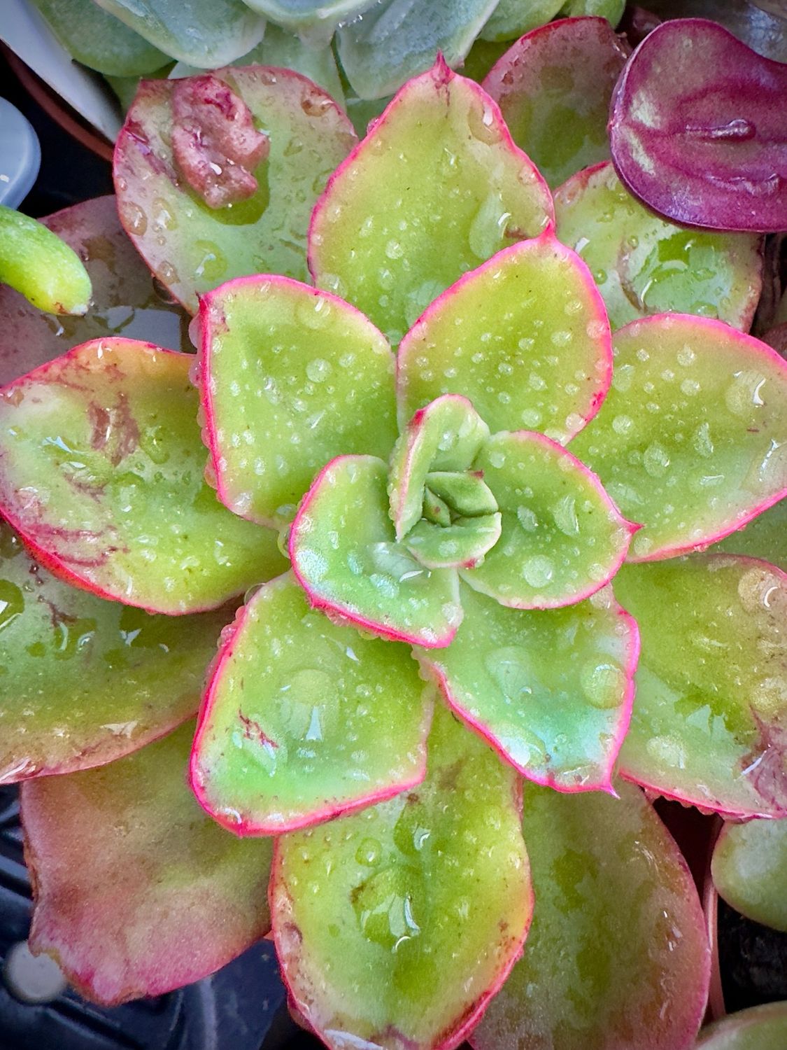 Echeveria Alektia