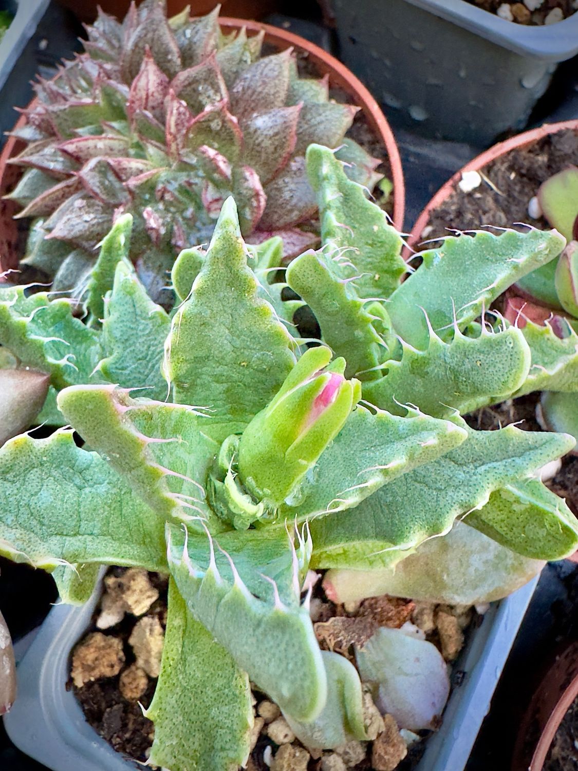 Faucaria Tigrina
