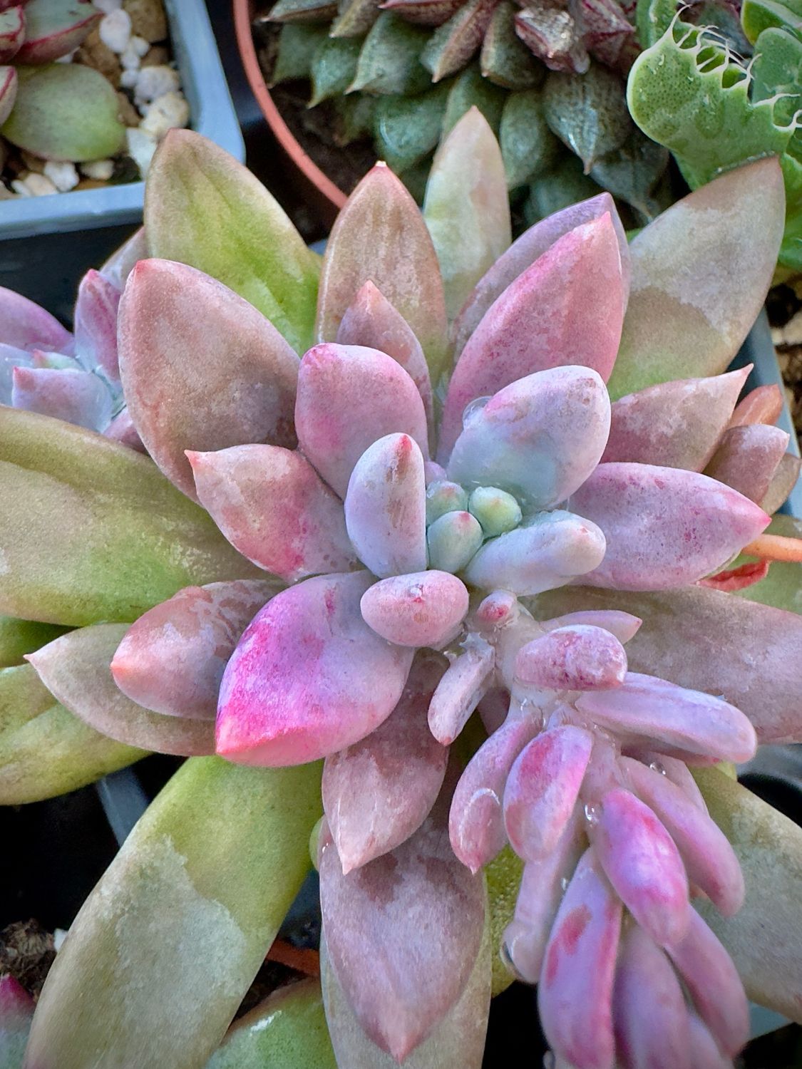Pachyveria Alikate