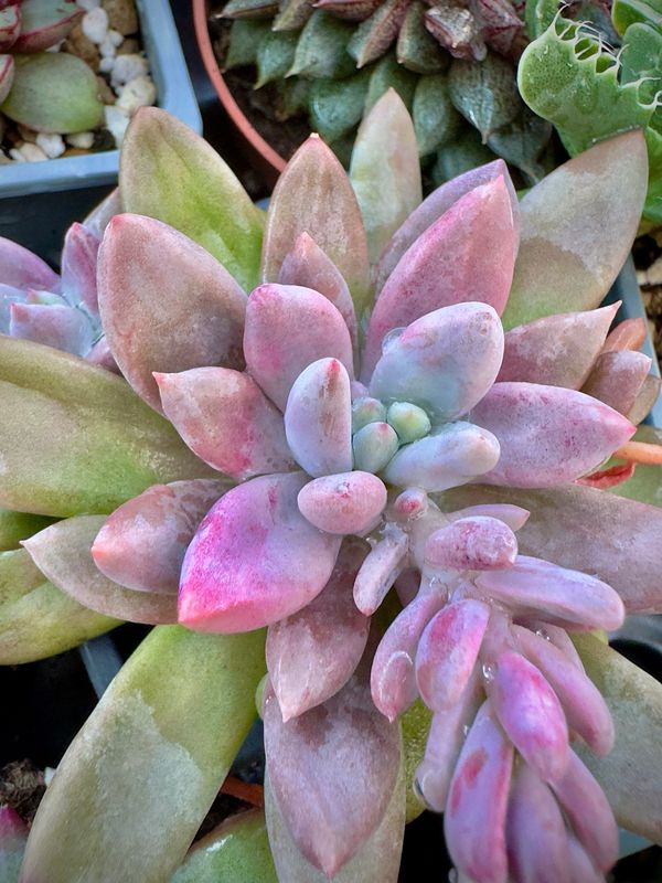 Pachyveria Alikate