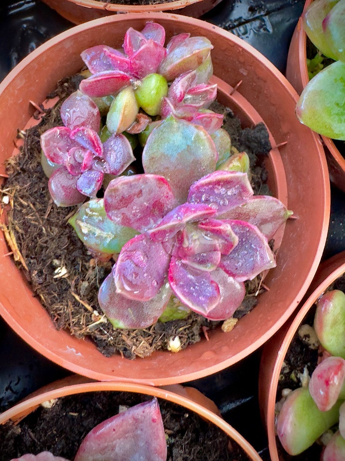 Echeveria Mini Mina