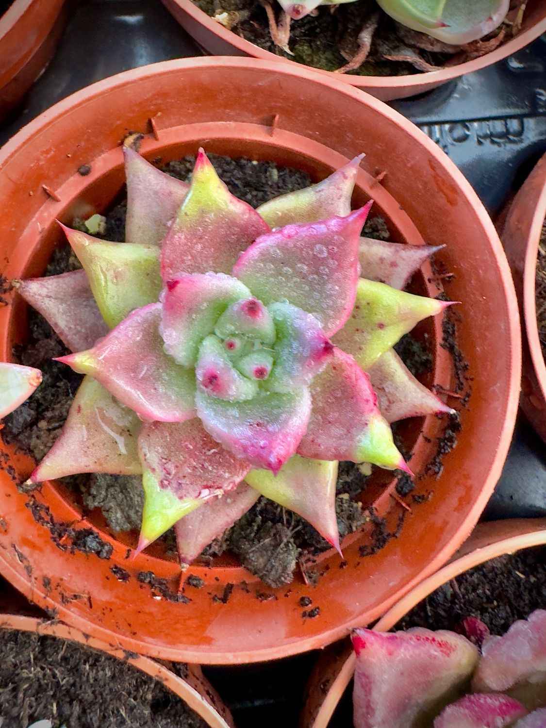 Echeveria Agavoides Romeo