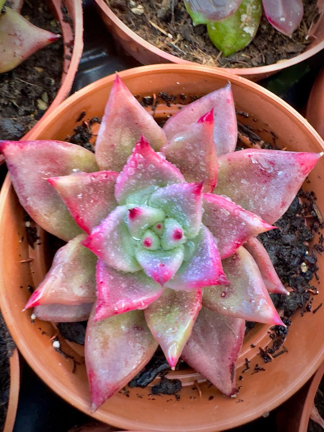 Echeveria Agavoides Romeo