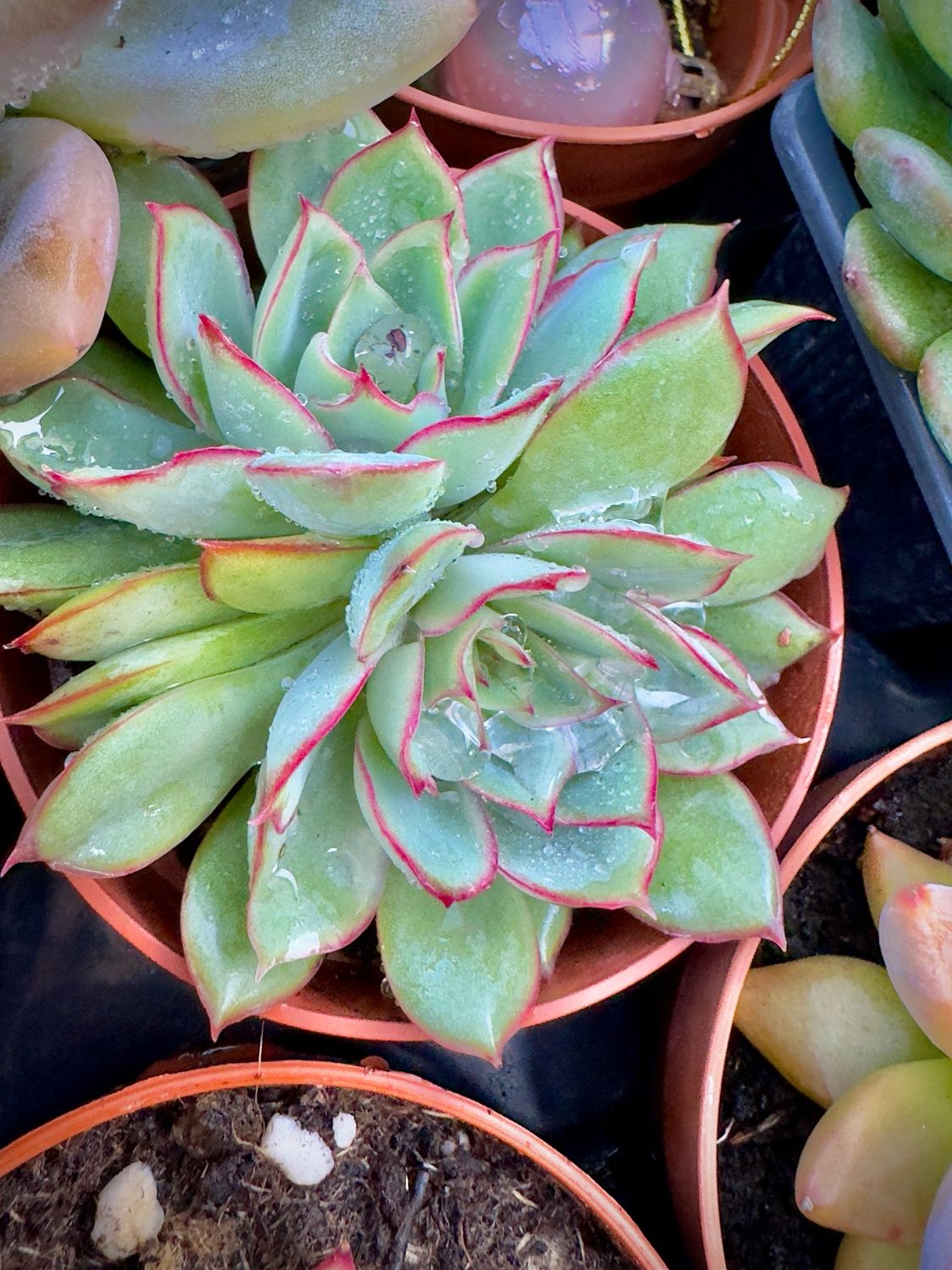 Echeveria Esther