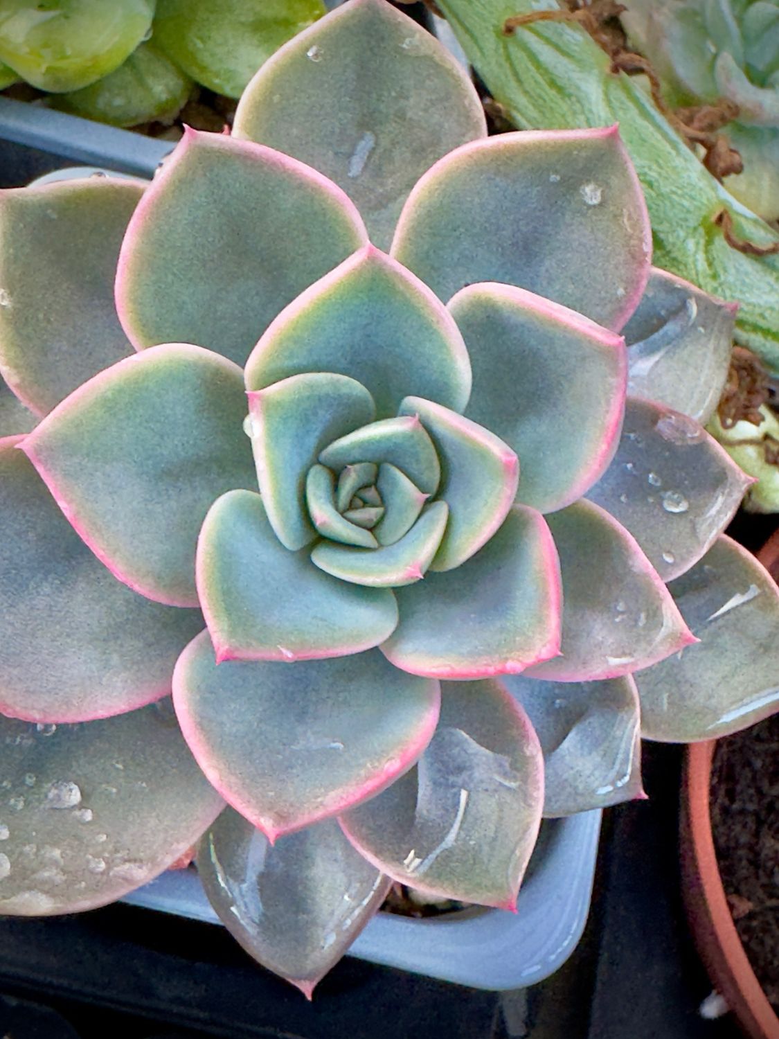 Echeveria Little Fairy