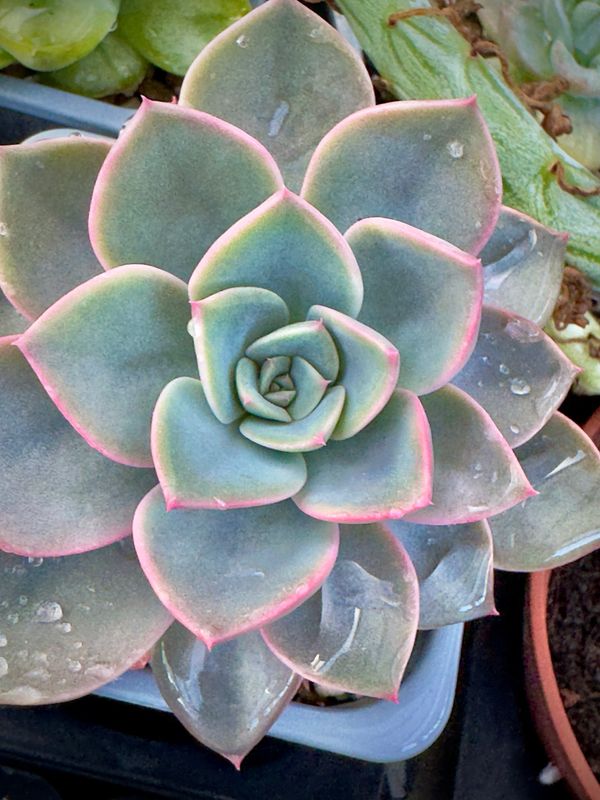 Echeveria Little Fairy
