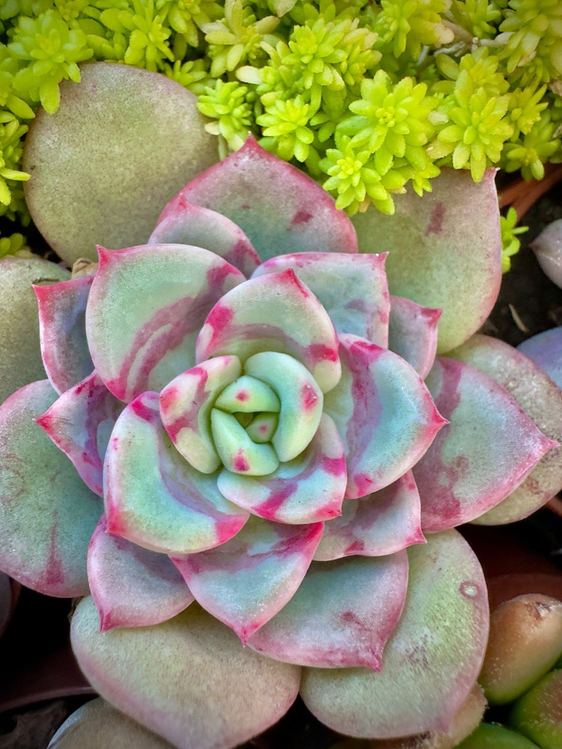 Echeveria Salmón