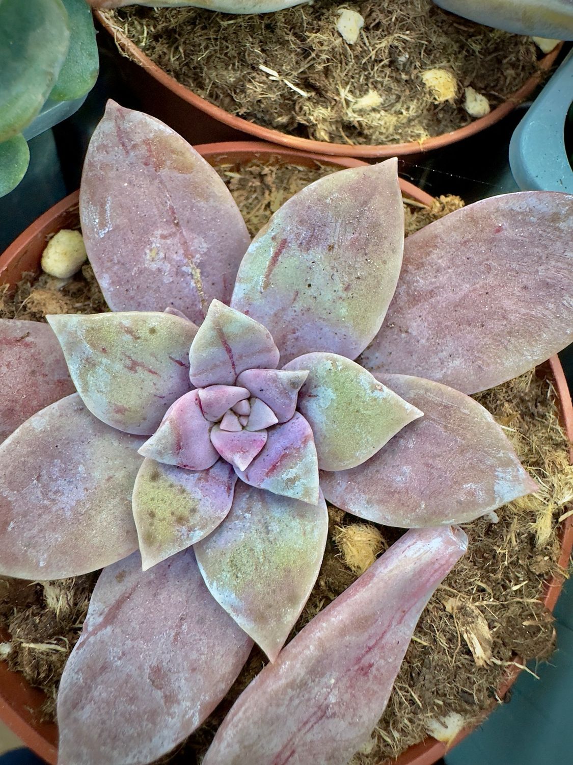 Graptopetalum Superbum Sophia Cotton Candy