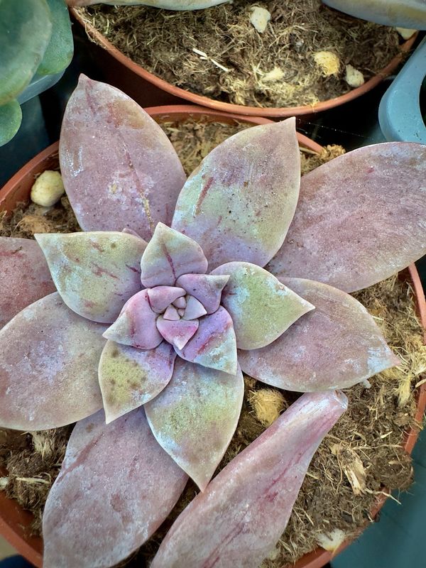 Graptopetalum Superbum Sophia Cotton Candy