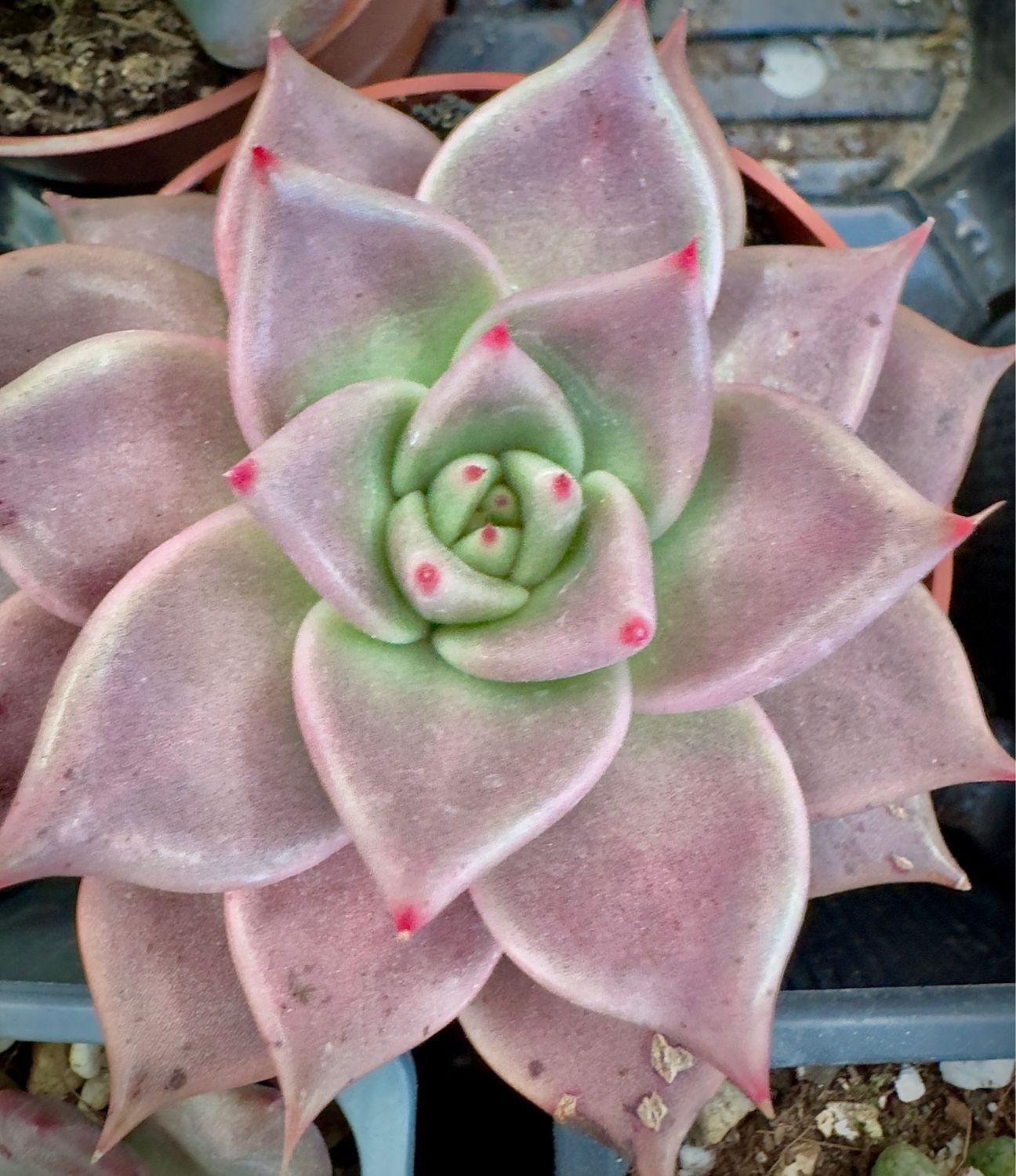 Echeveria Agavoides Celestia