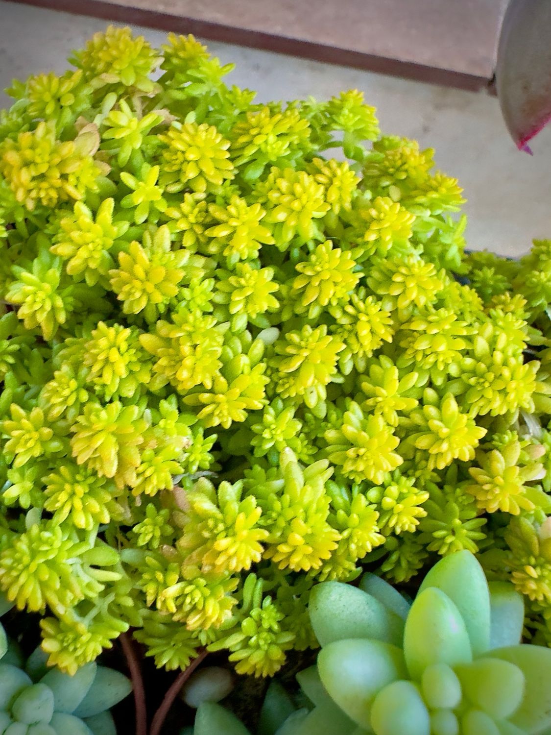 Sedum Tokio Sun