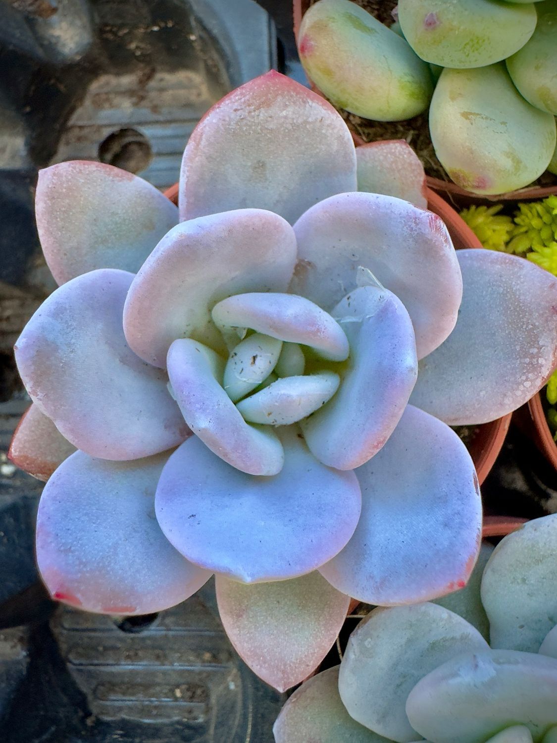 Echeveria Laui