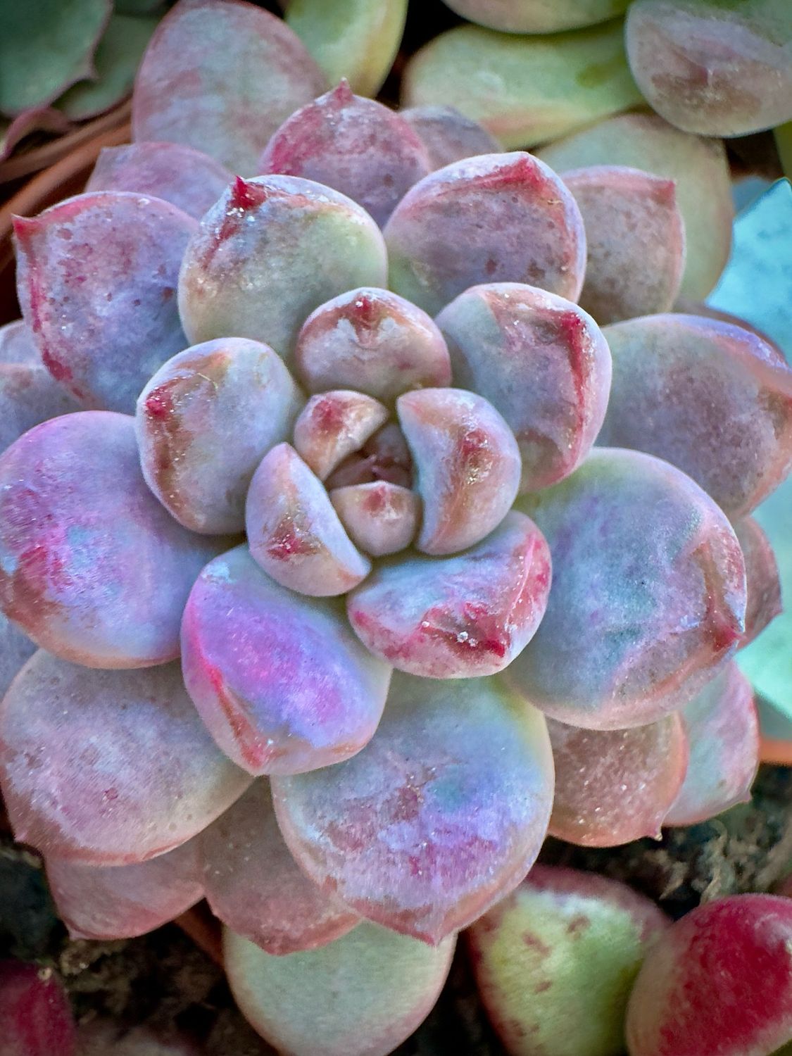 Graptoveria Black Raccoon