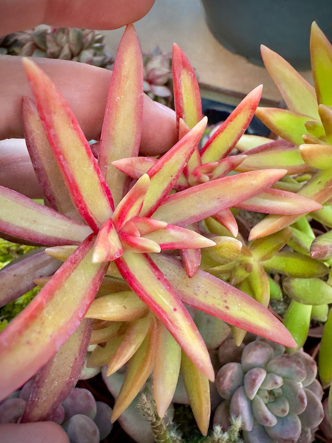 Sedum adolphi cv. Firestorm