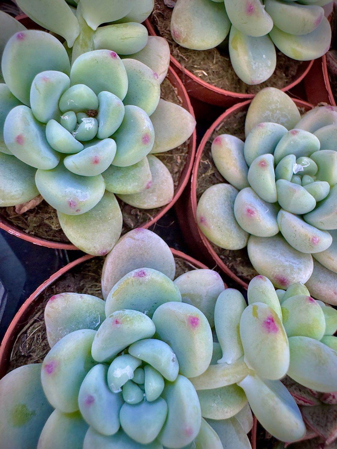 Sedum Clavatum