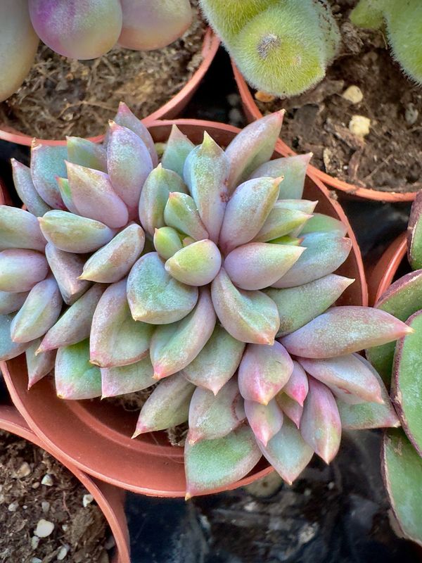 Pachyveria Rough crestada