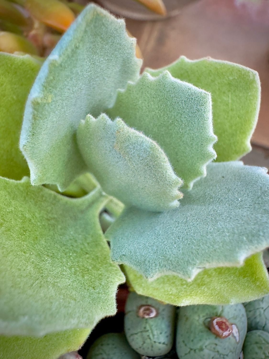 Kalanchoe millotii