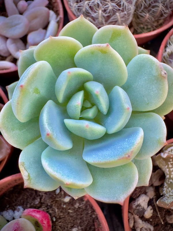 Sedeveria Spring Jade