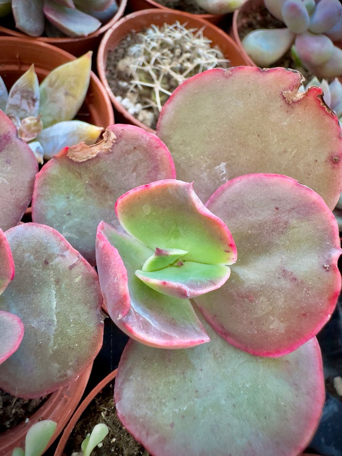 Echeveria Suyon