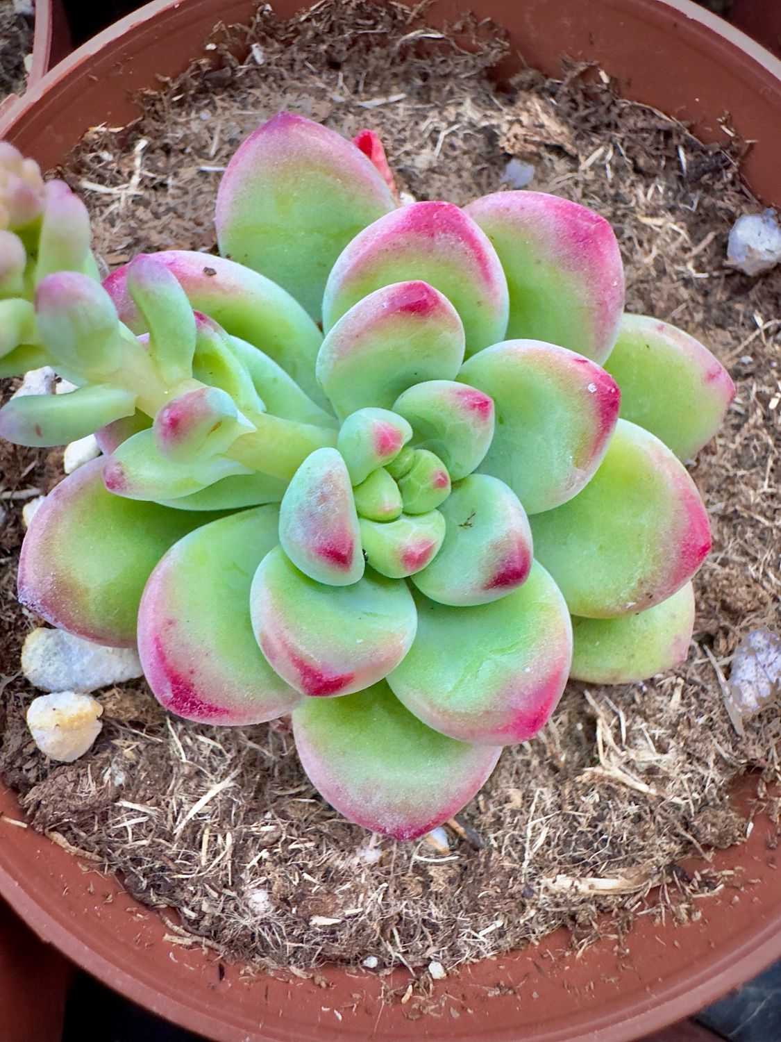 Graptosedum Pandora