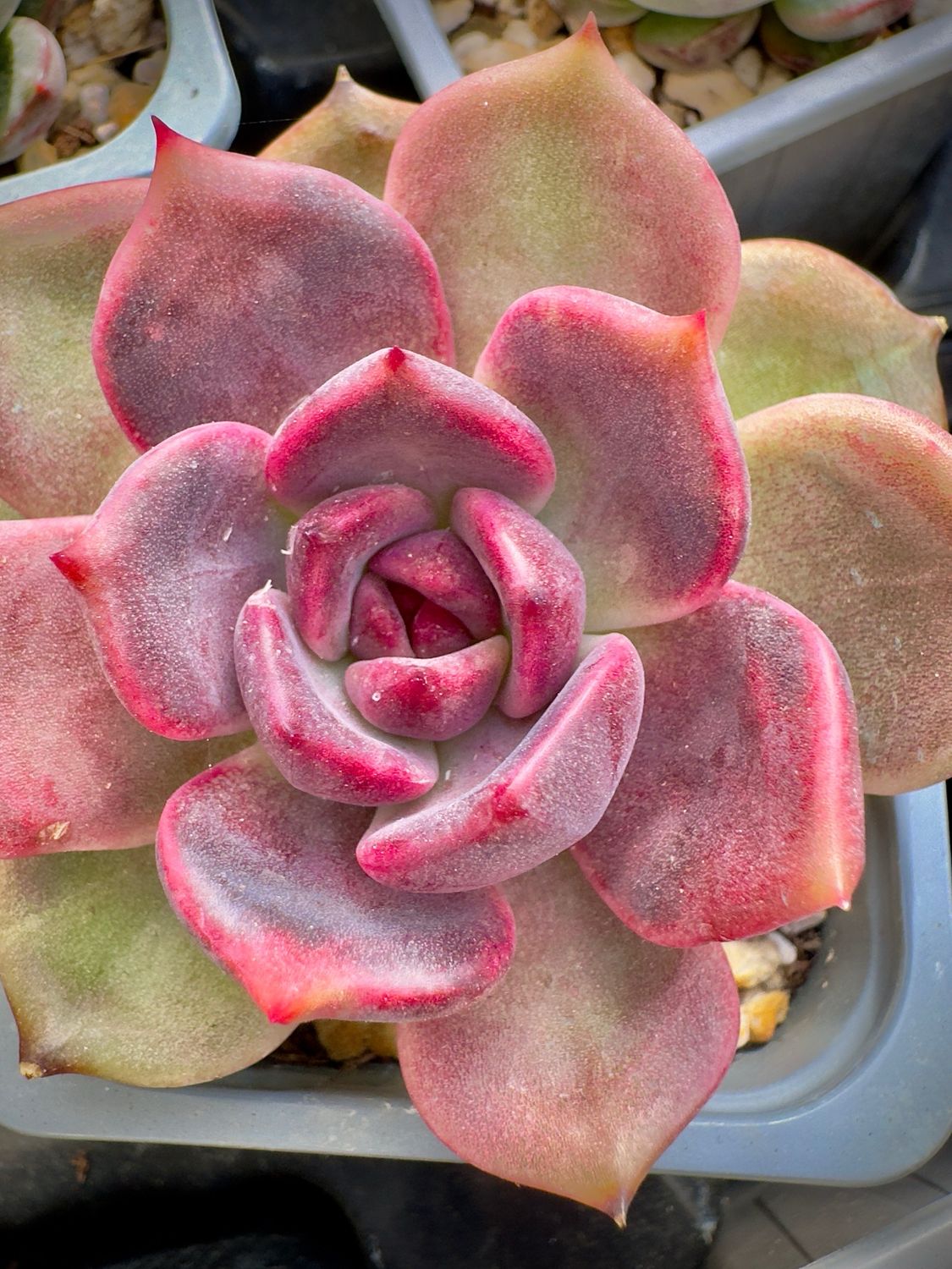 Echeveria. Black Mamba