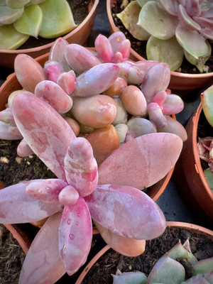 Pachysedum
