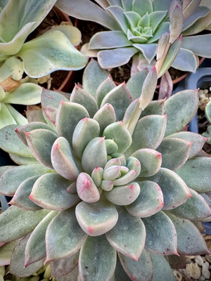 Pachyverias