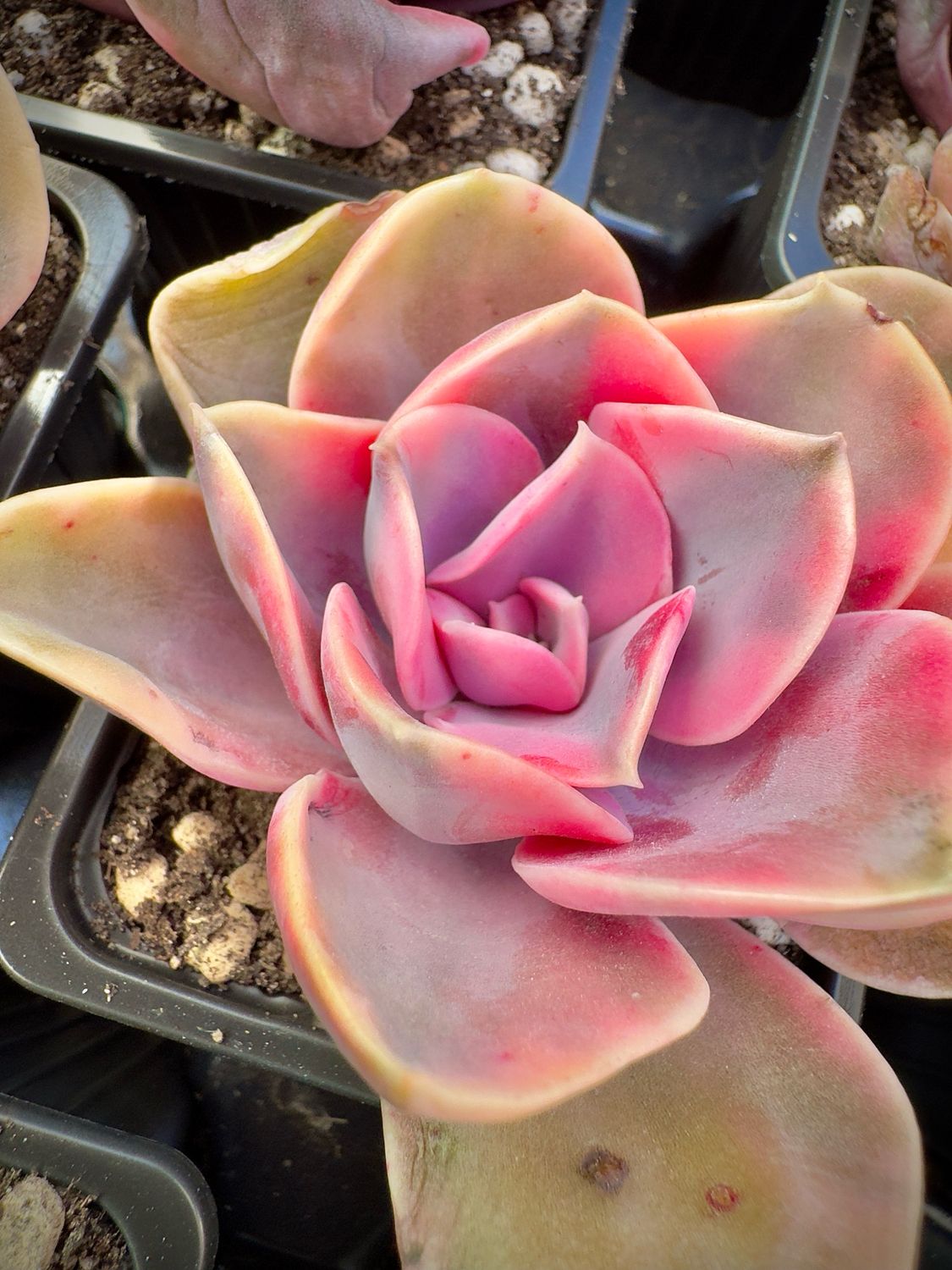 Echeveria Raimbow west