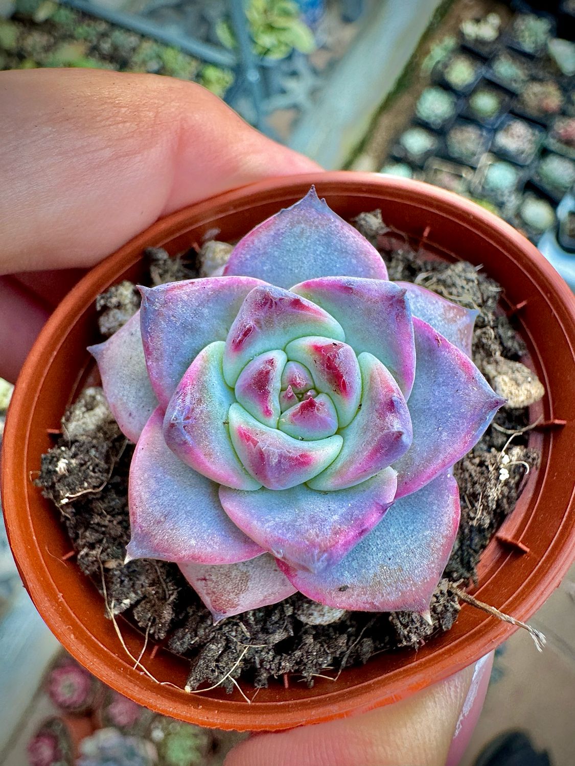 Echeveria Beatrice