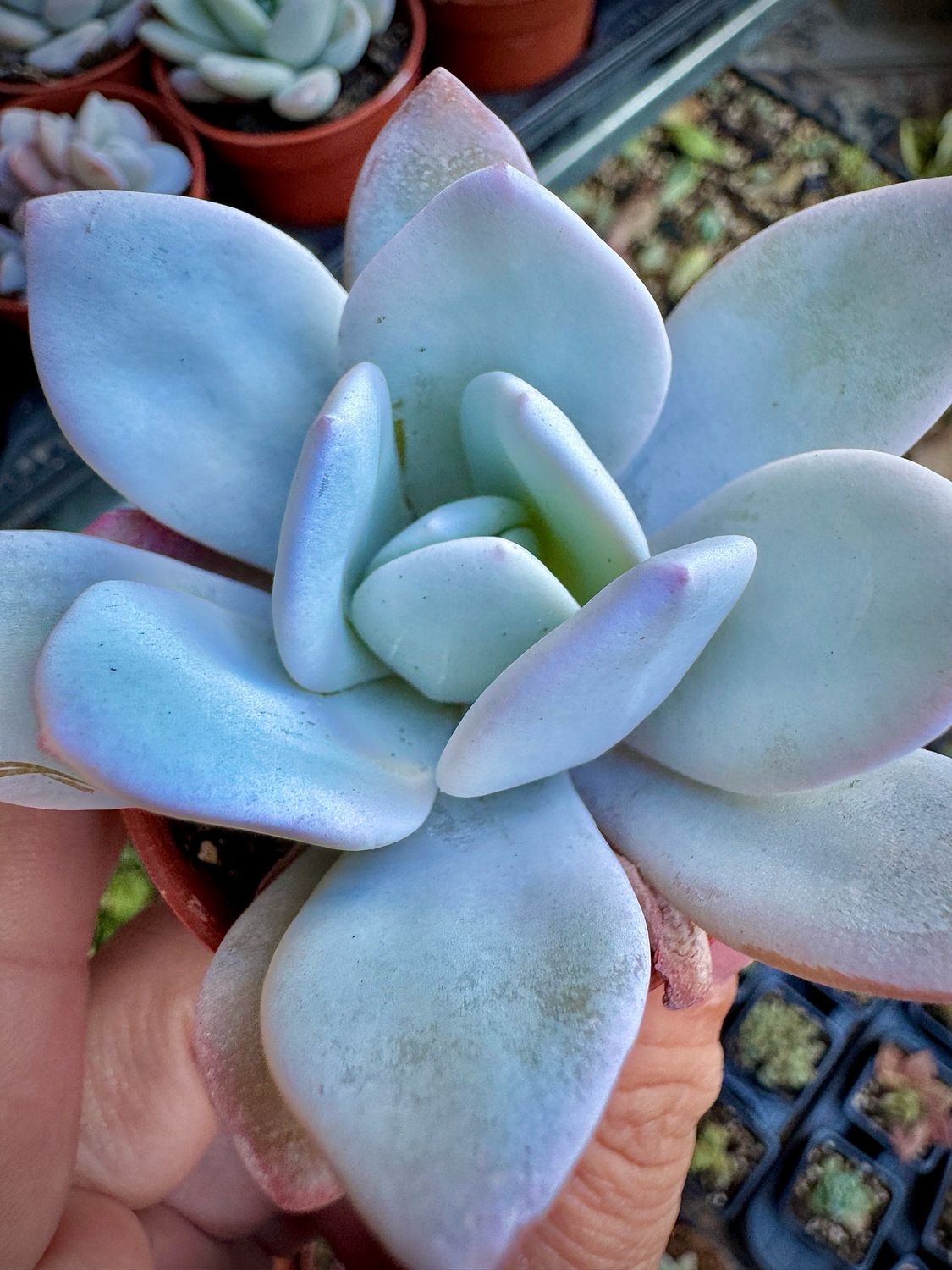 Echeveria Laui