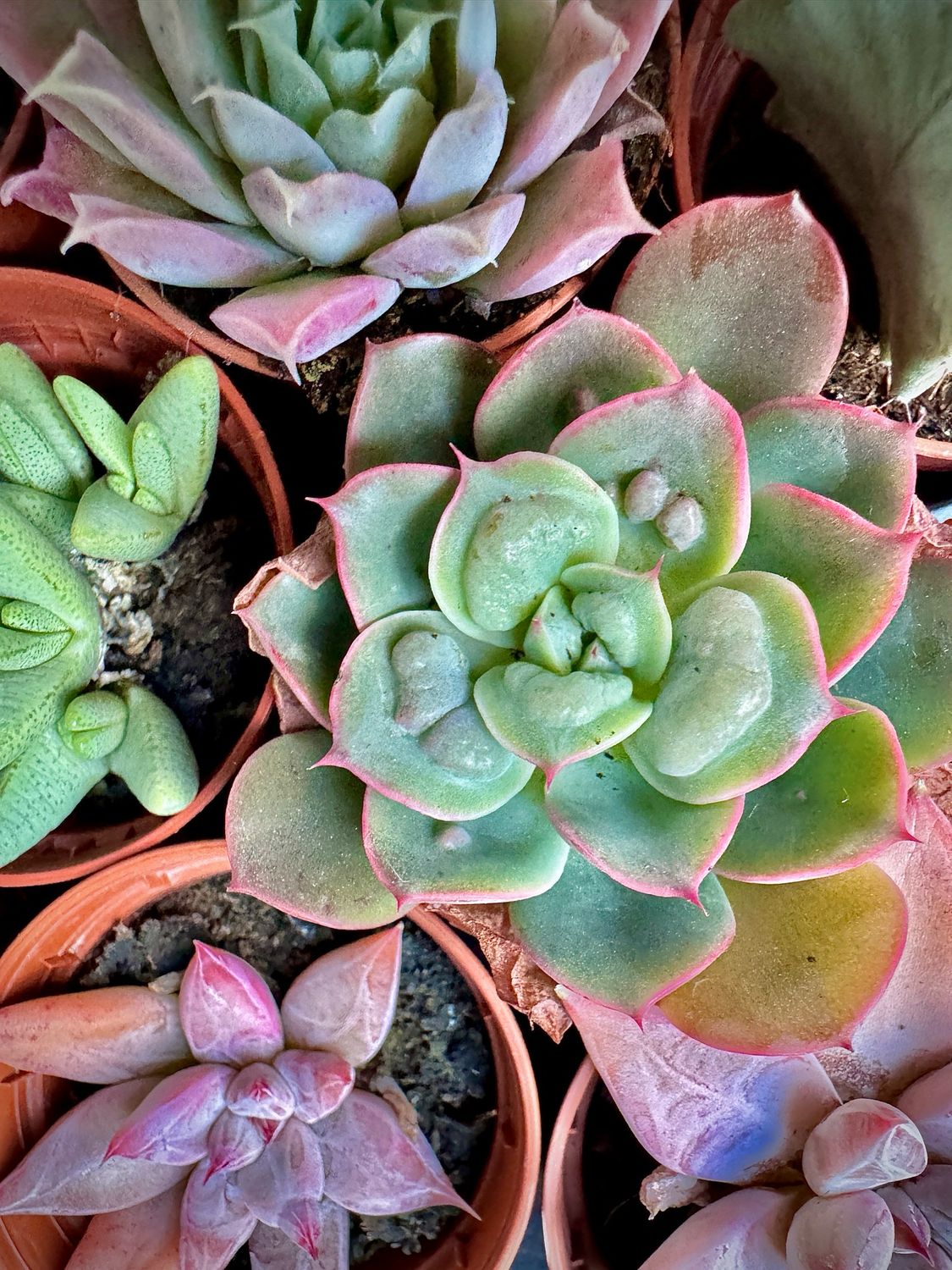 Echeveria Raindrops